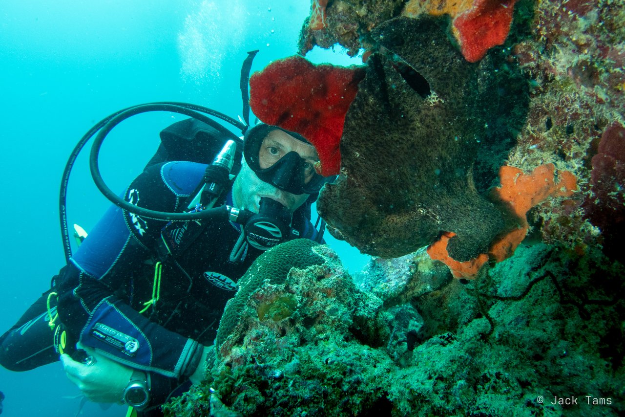 Diver and sponge