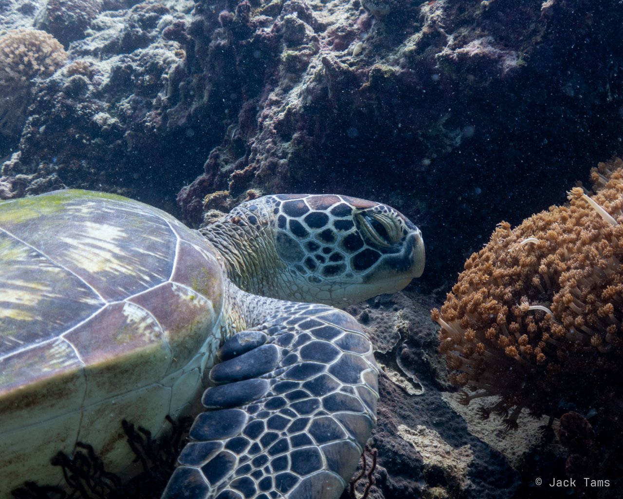 Green turtle