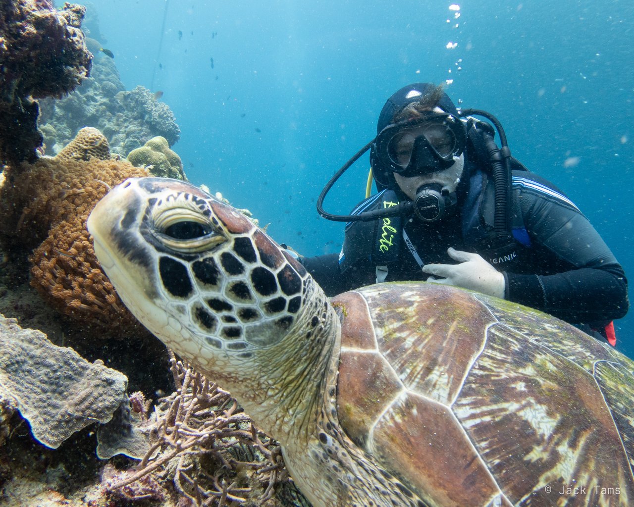 Turtle and diver