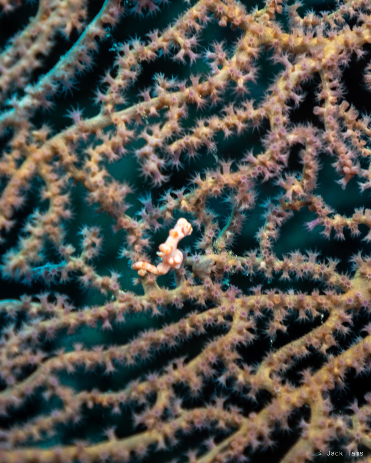 Pygmy seahorse