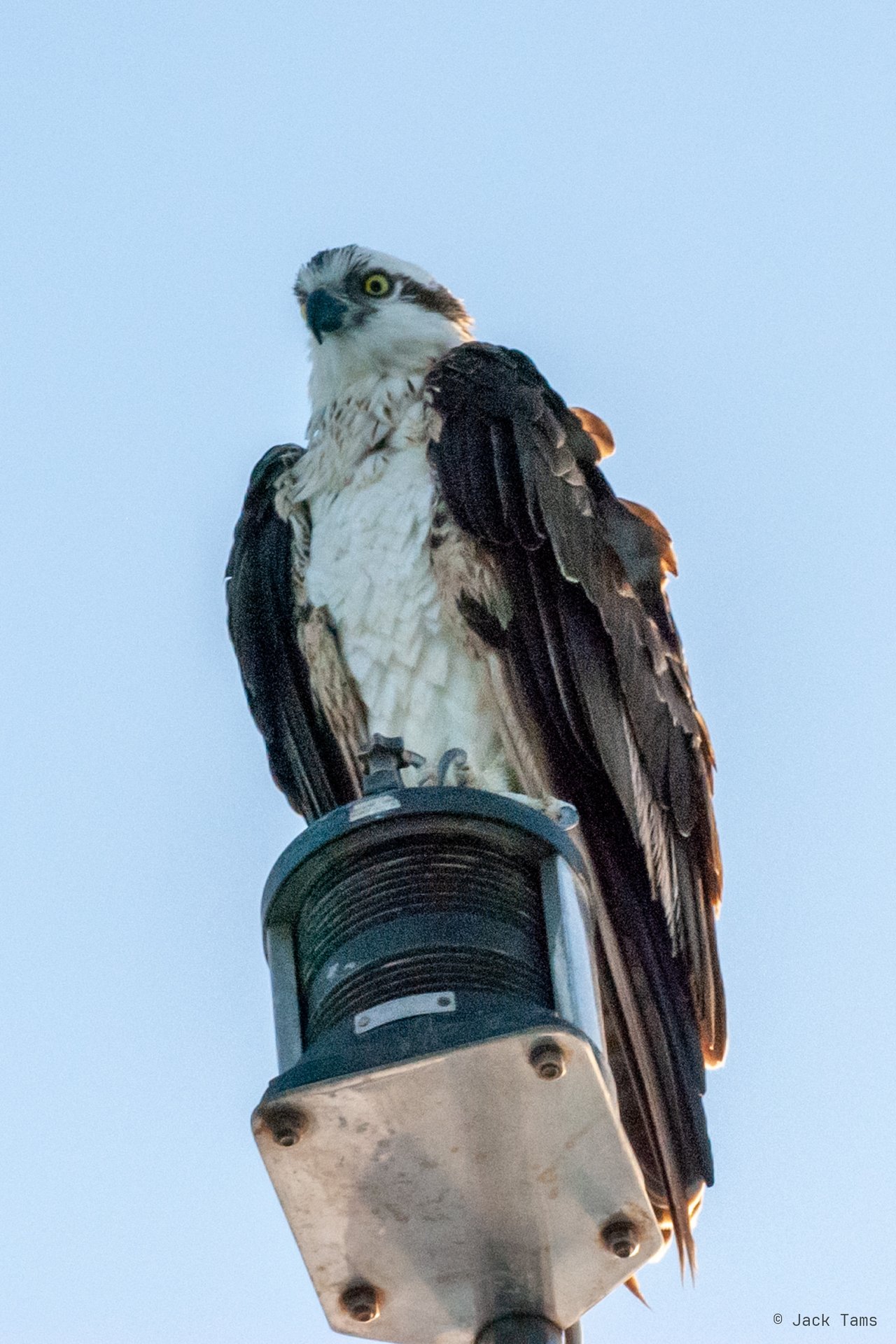 Osprey