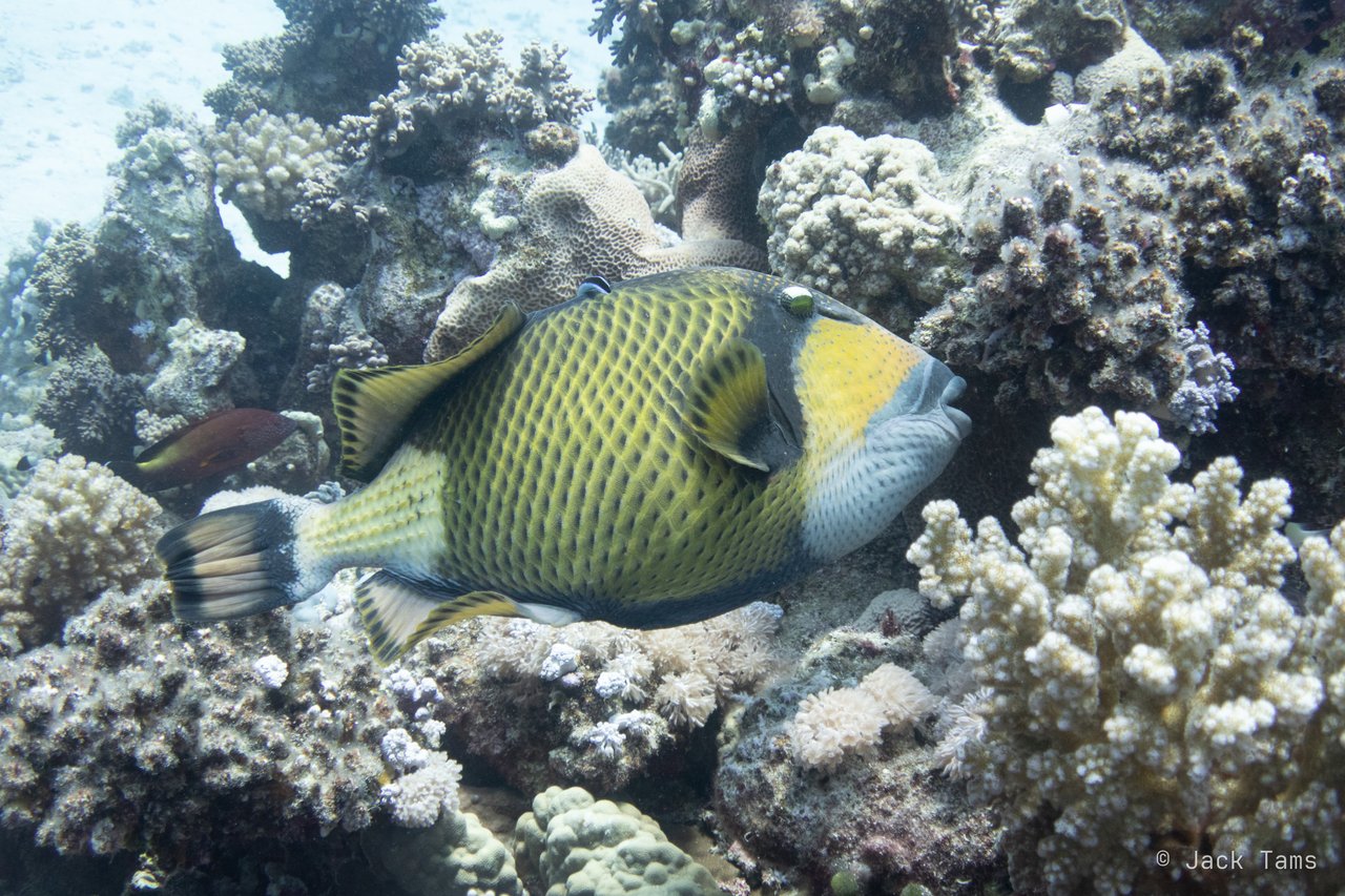 Titan triggerfish