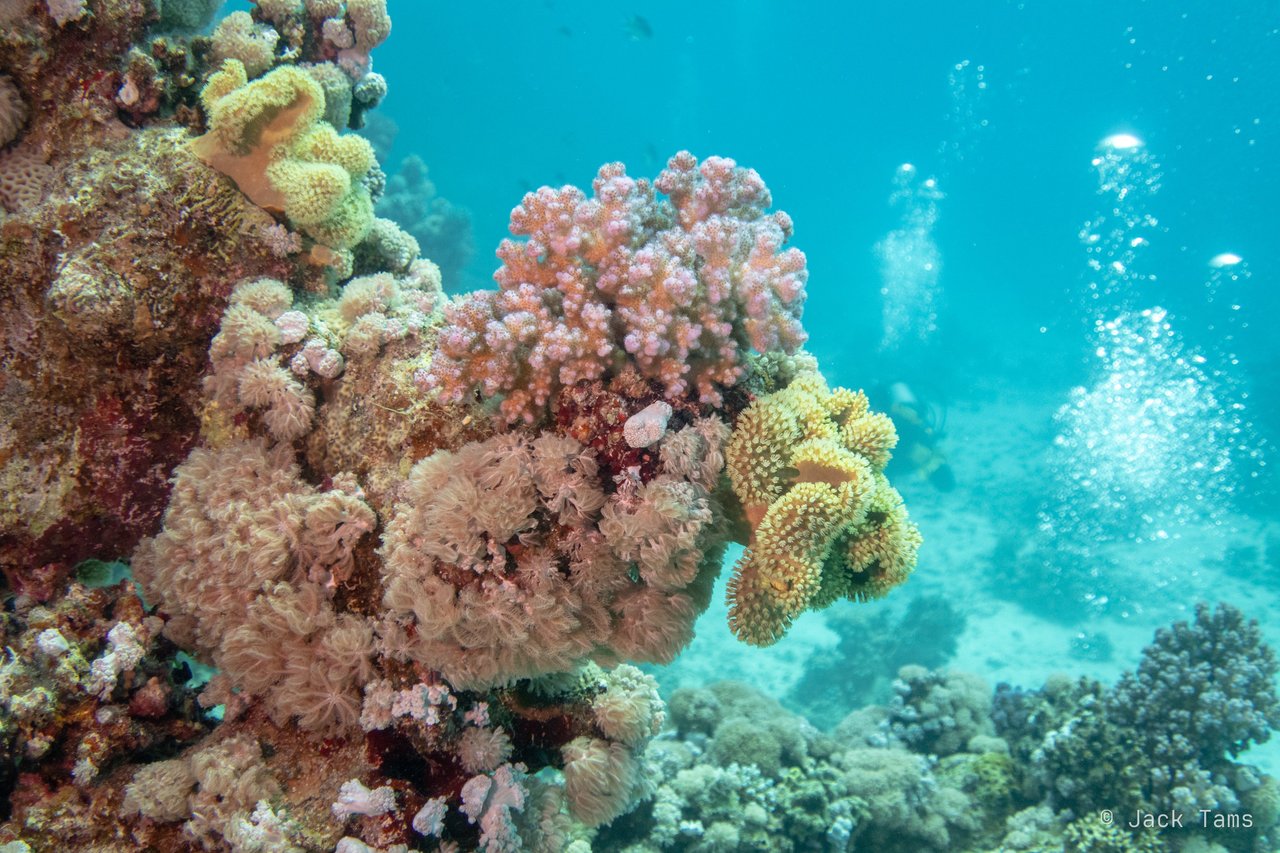 Coral garden