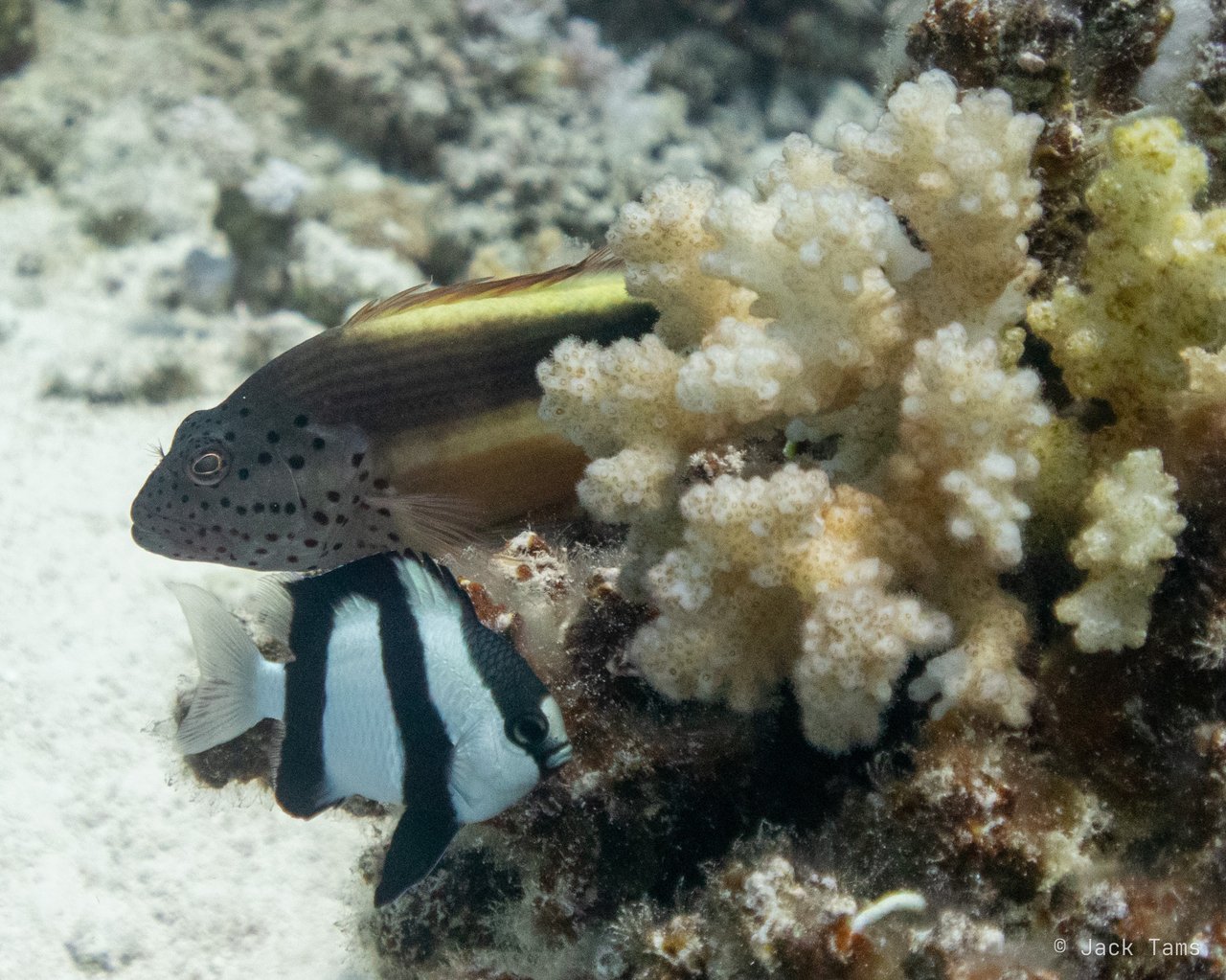 Hawkfish and humbug