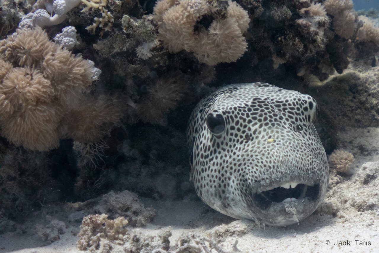 Pufferfish