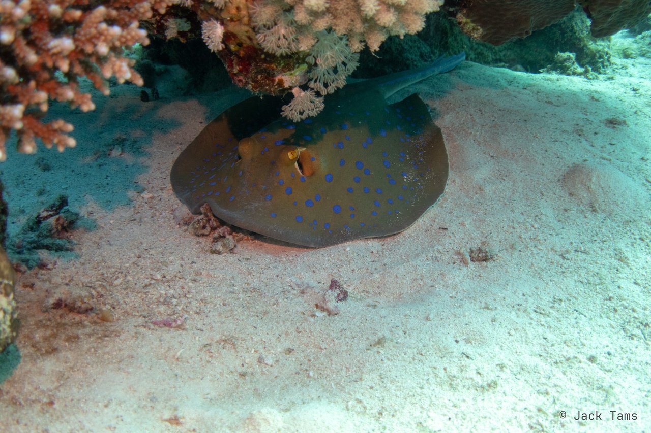 Bluespotted ray