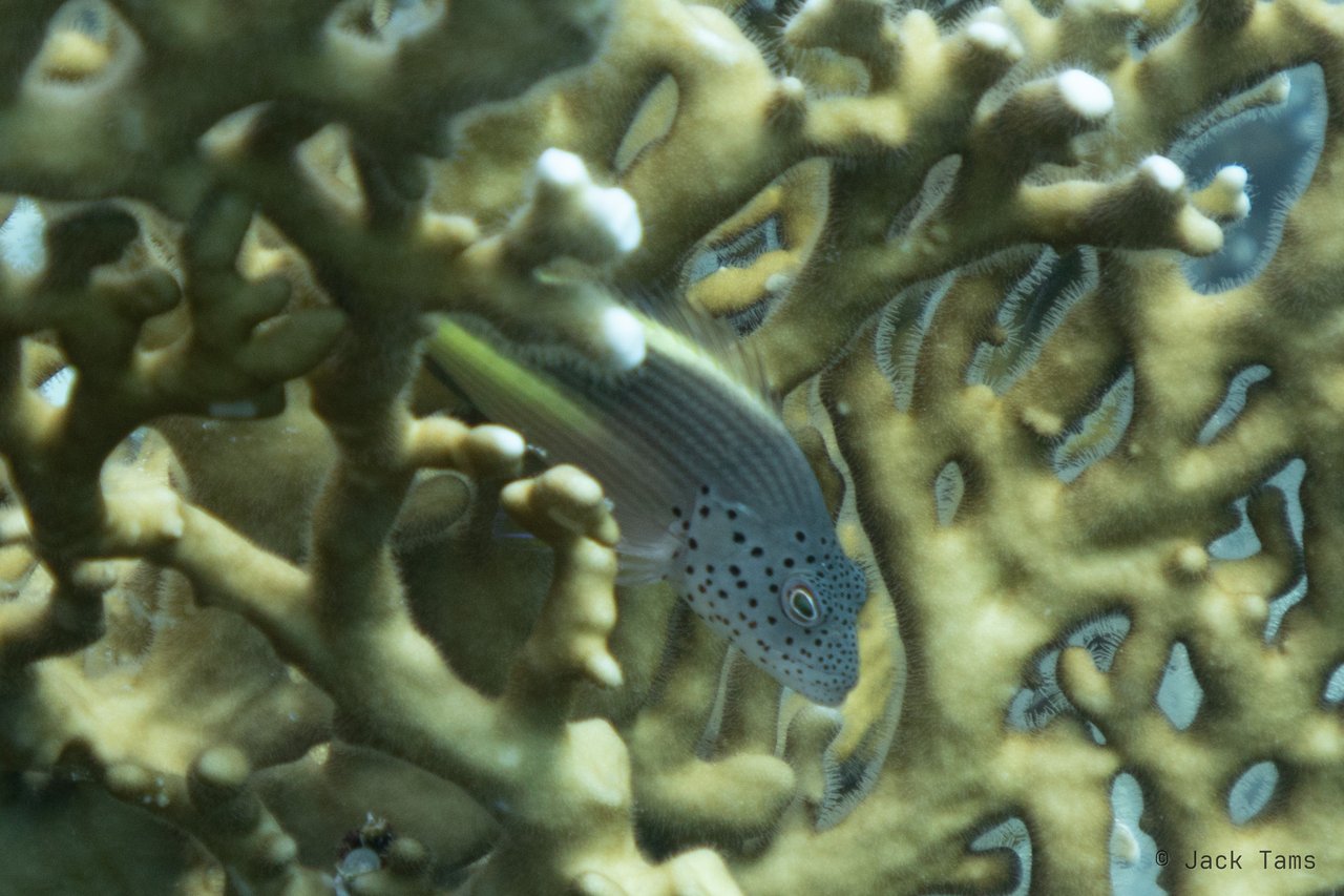 Freckled hawkfish
