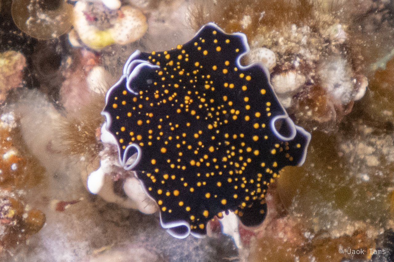 Persian carpet flatworm