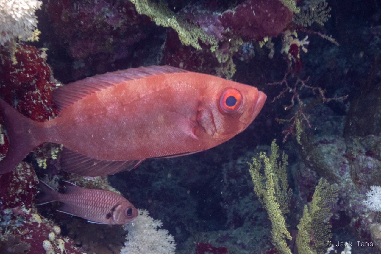 Bigeye