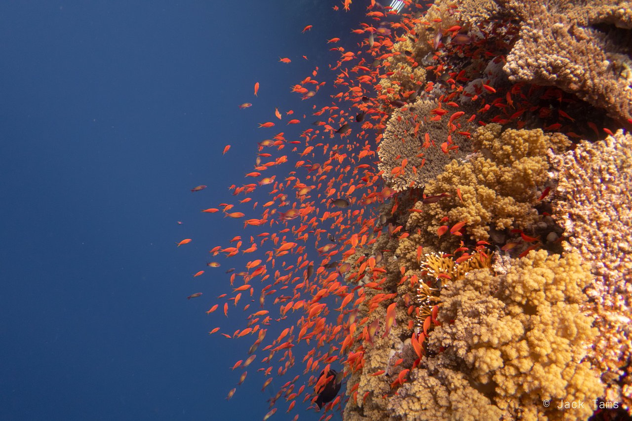 Anthias wall