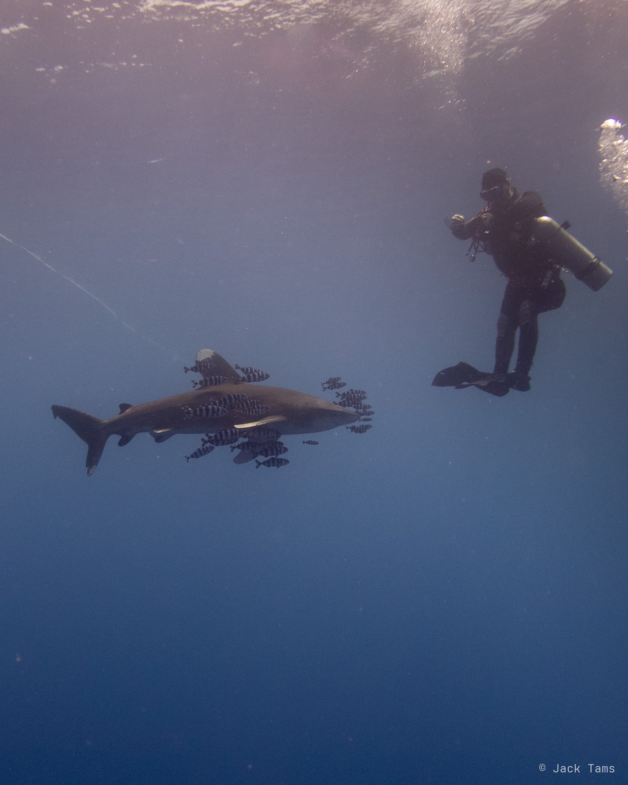 Oceanic whitetip