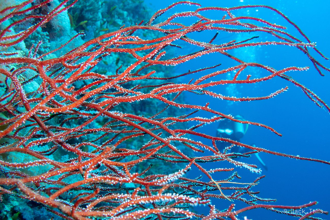 Whip corals