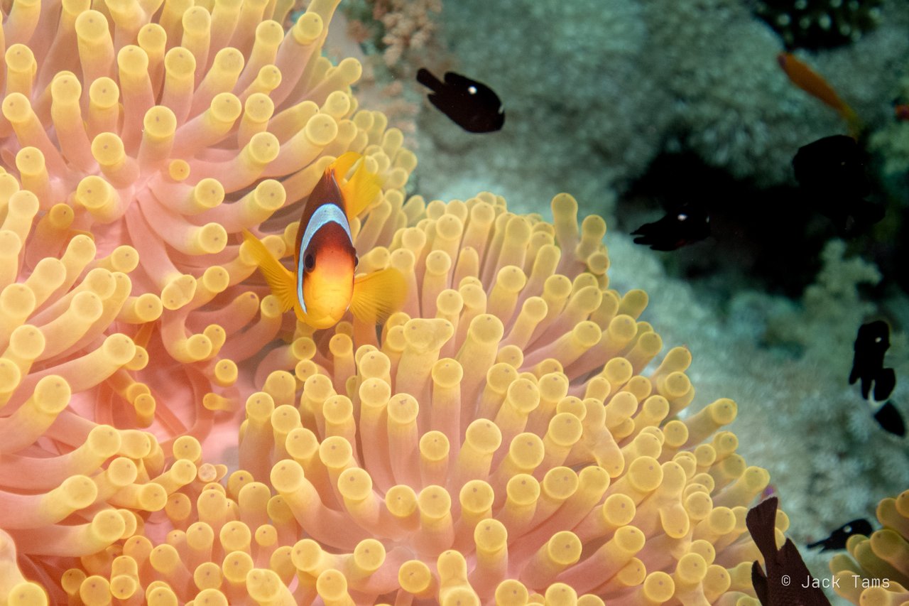 Anemonefish