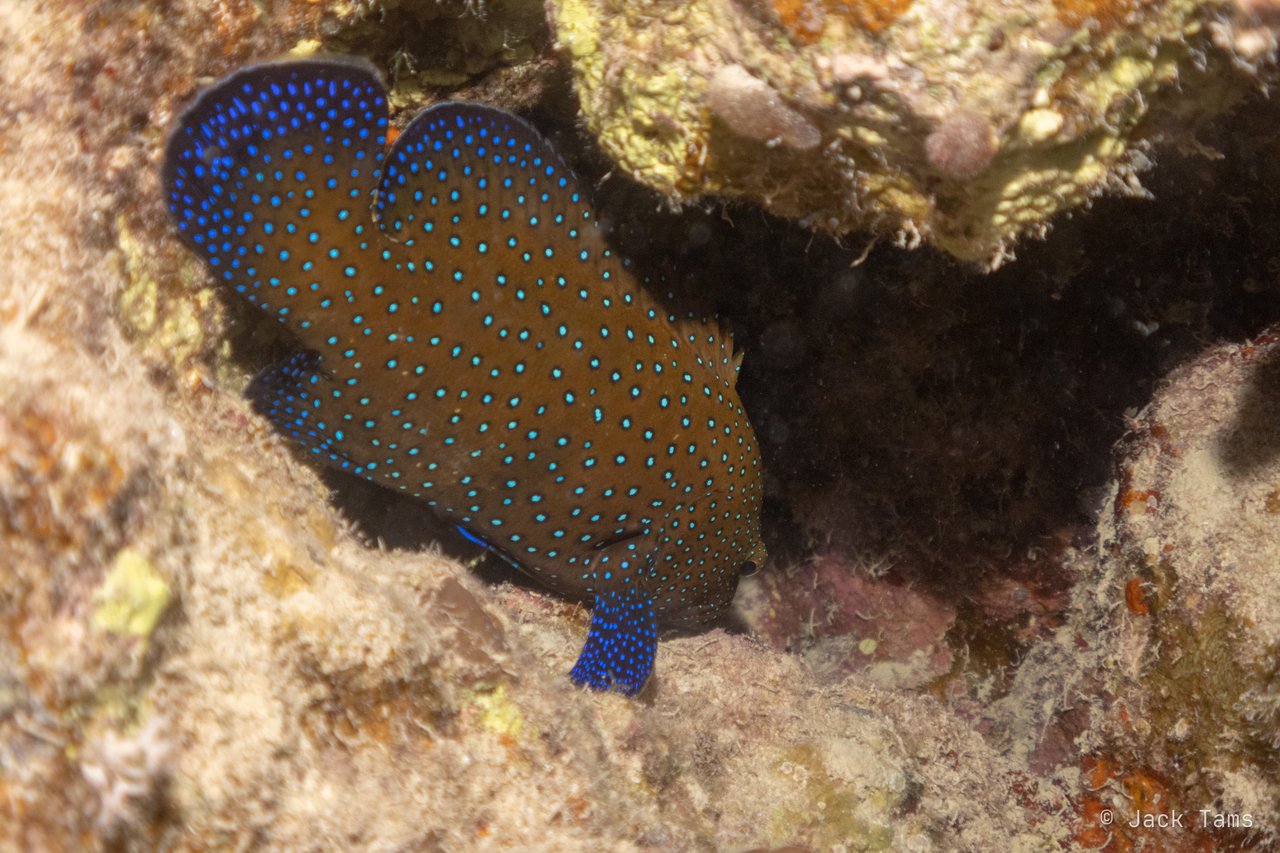Peacock hind