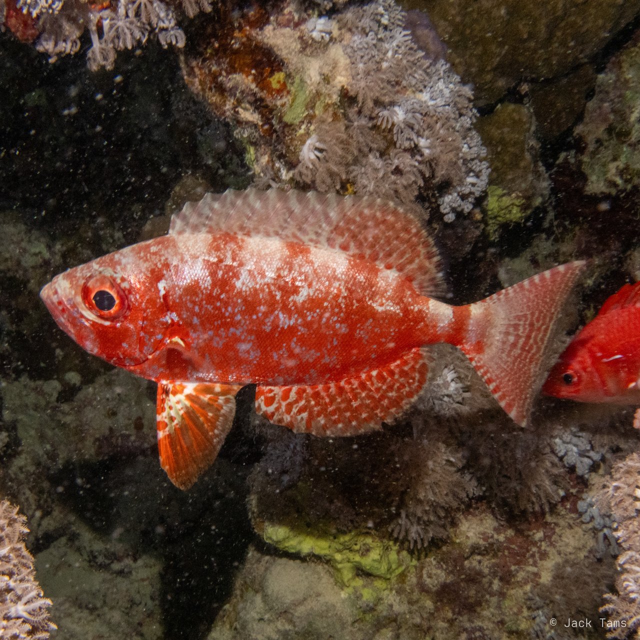 Squirrelfish