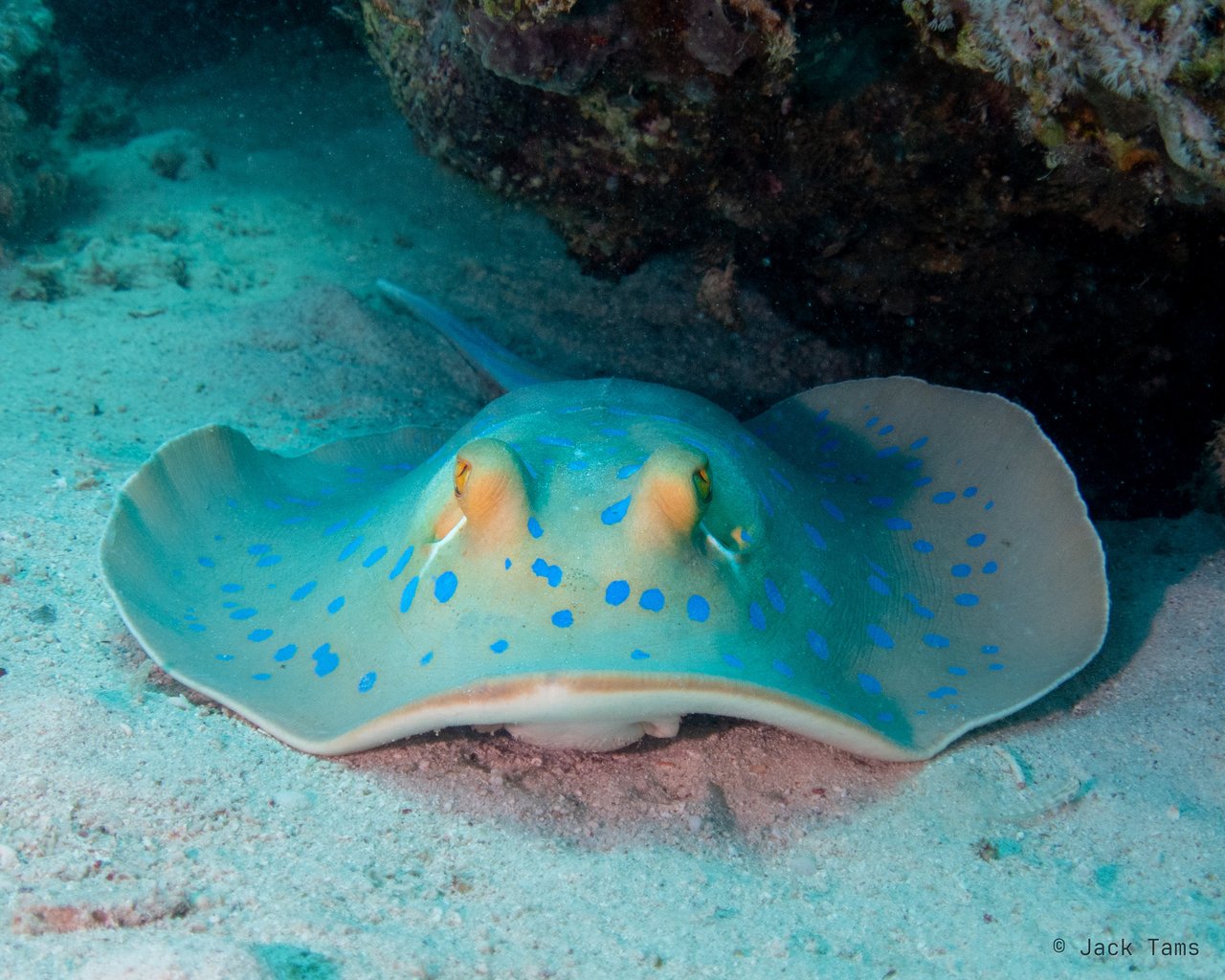 Bluespotted ribbontail