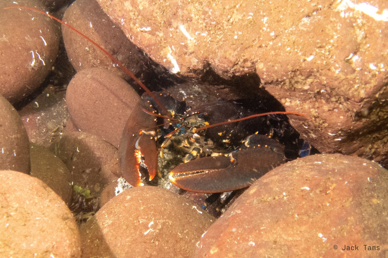 A lobster tucked in among the boulders, feelers out.