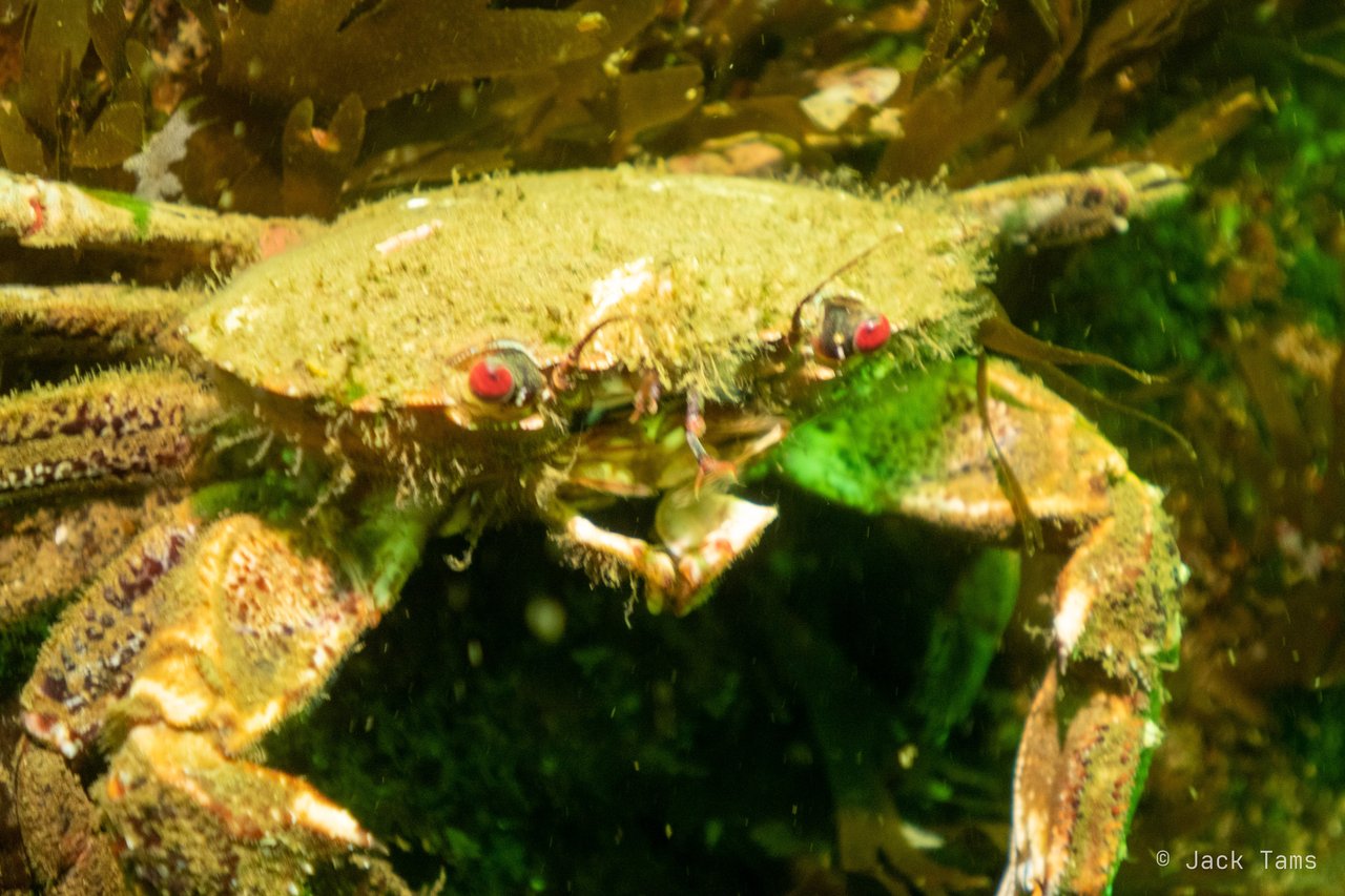A velvet swimming crab, red eyes up, ready to fight.
