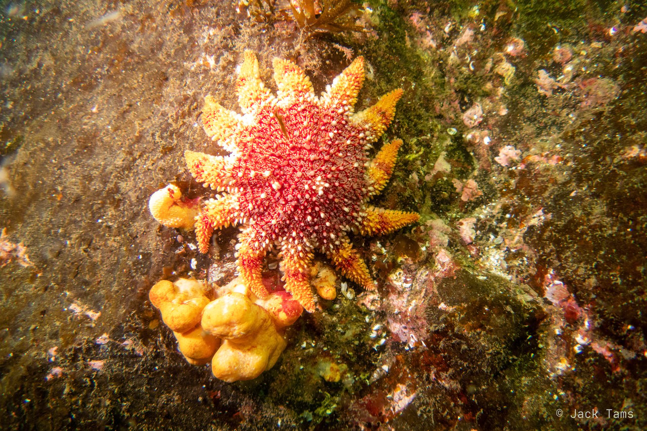 A common sunstar, red and orange, on the rock.