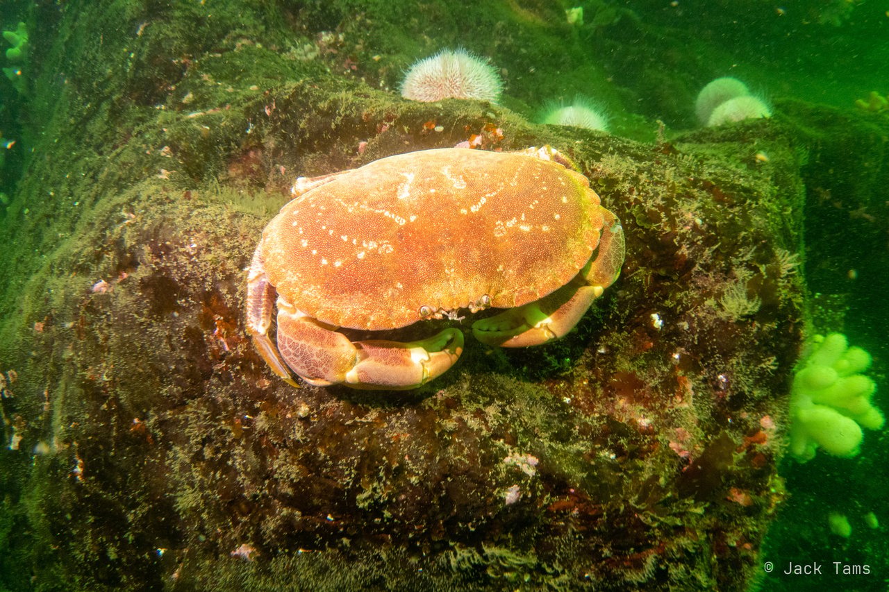 An edible crab sitting on a kelp-covered rock.