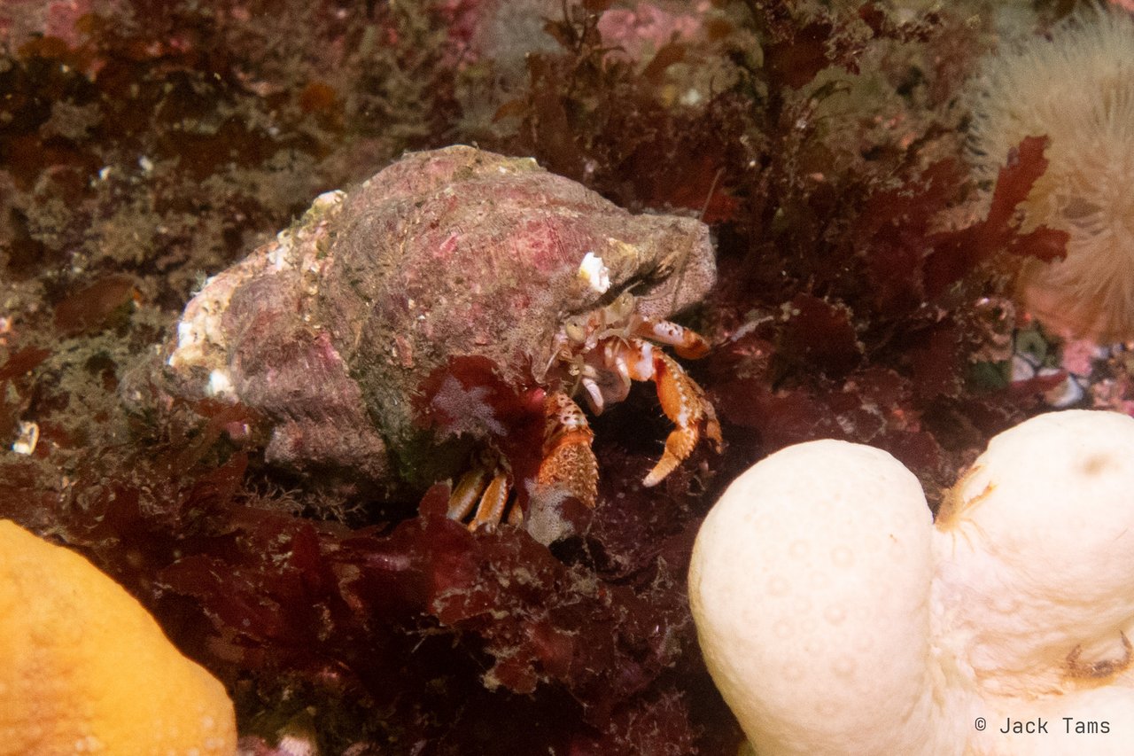 A hermit crab out of its shell's doorway among the anemones.