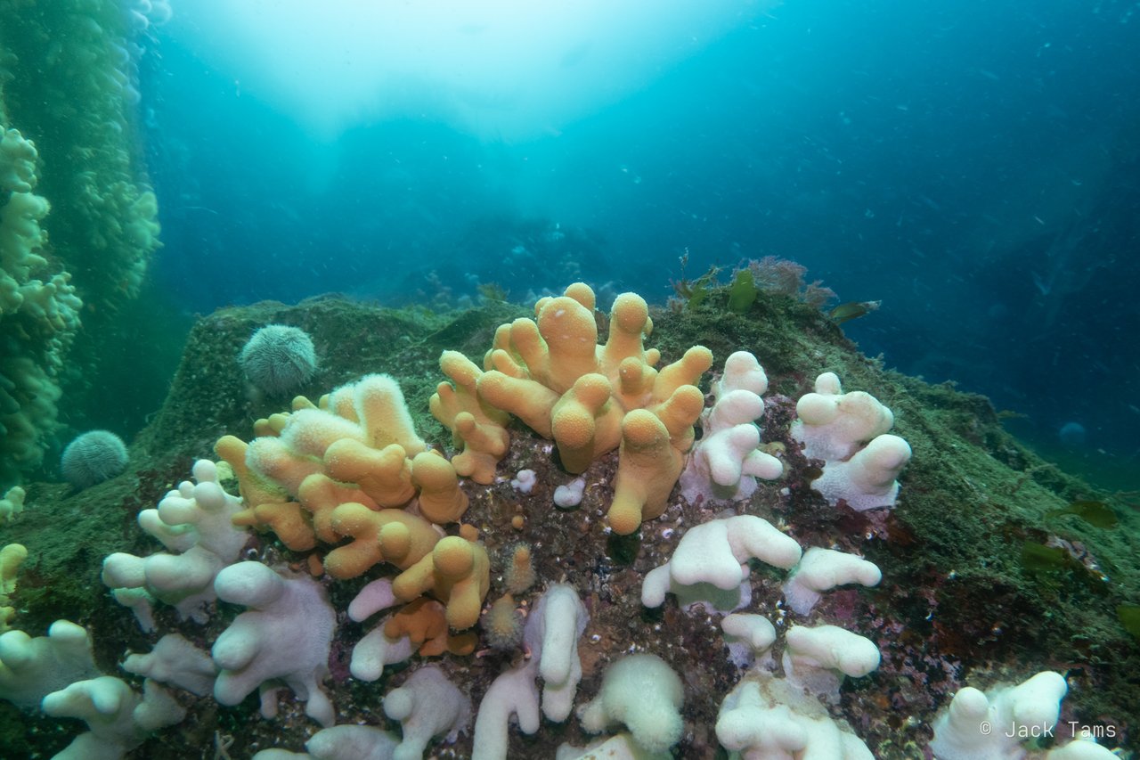Dead men's fingers on the reef in the evening light.