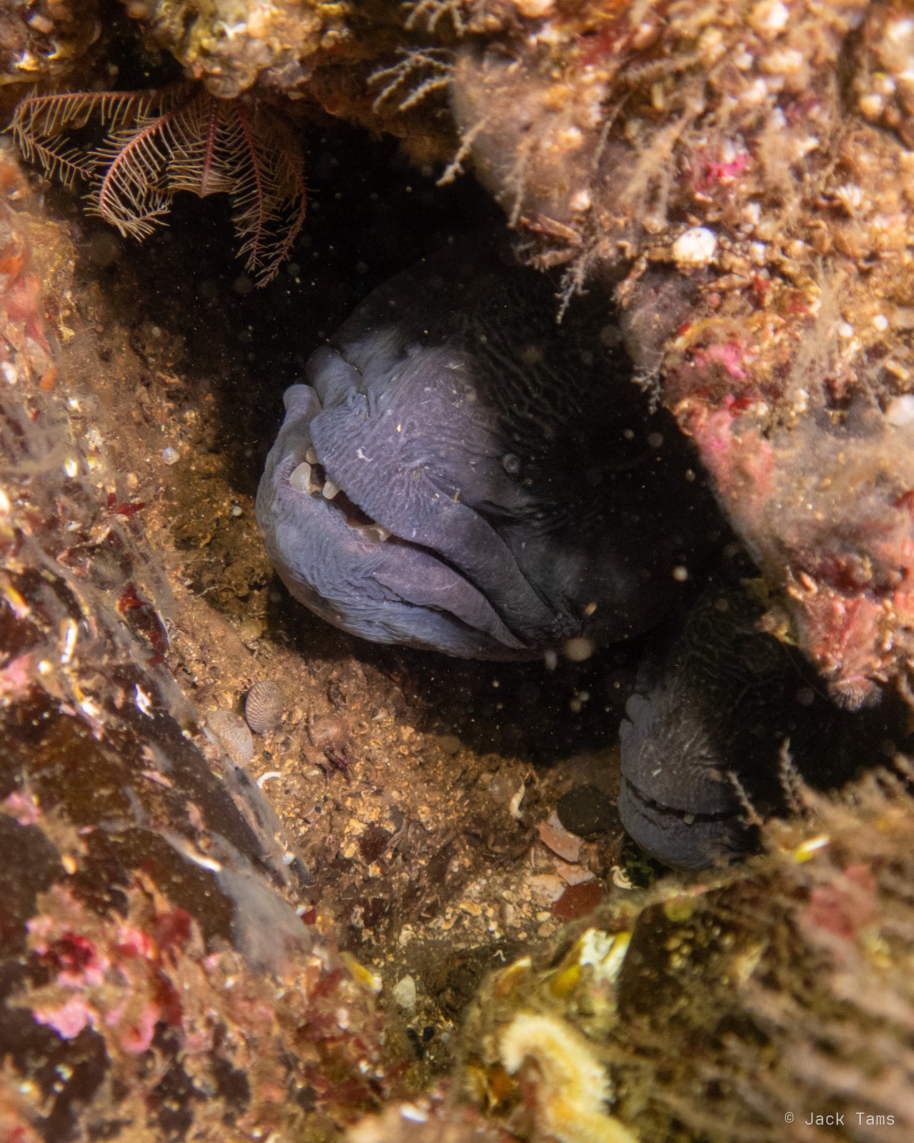 Wolffish