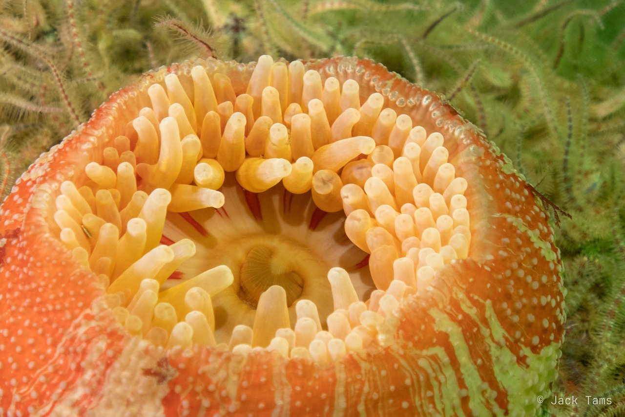 A dahlia anemone with its tentacles out.