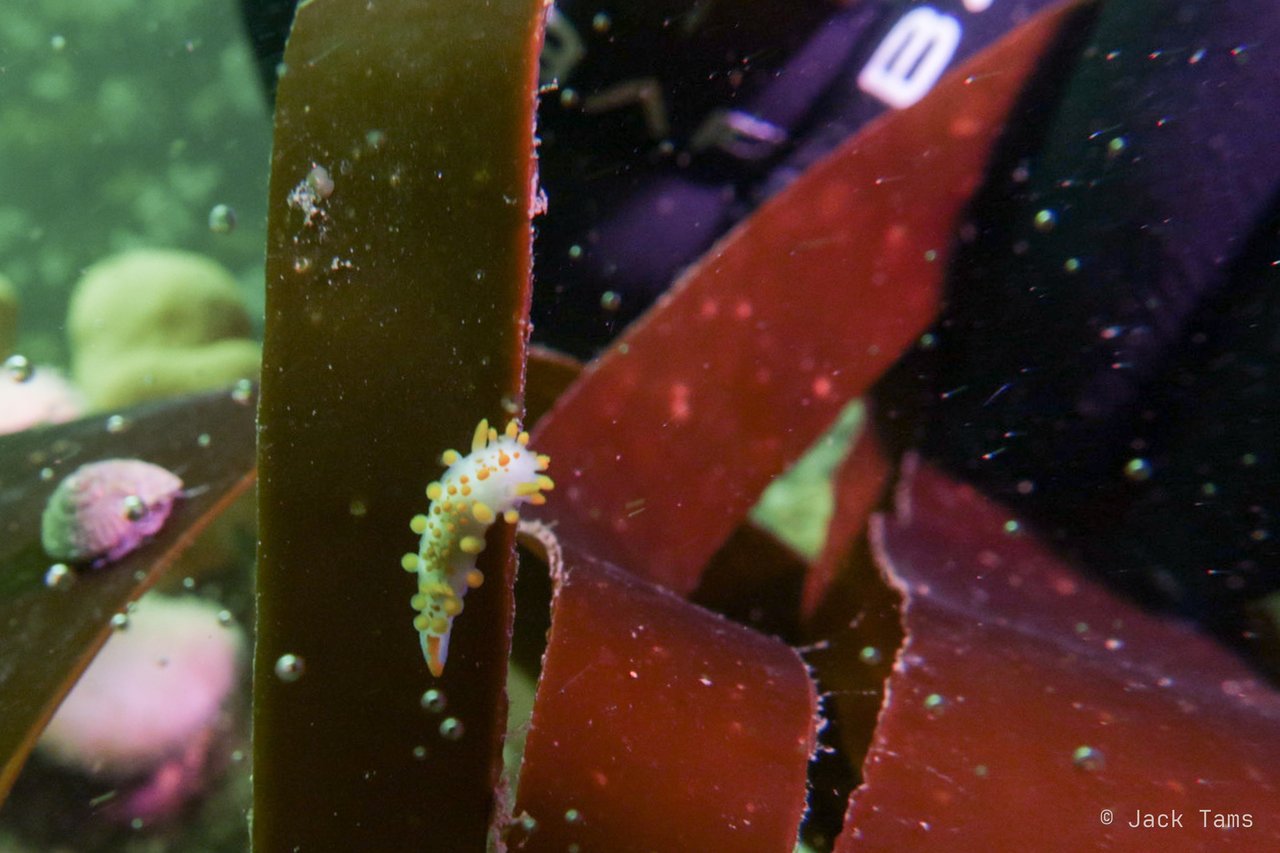 A tiny nudibranch on a kelp frond.