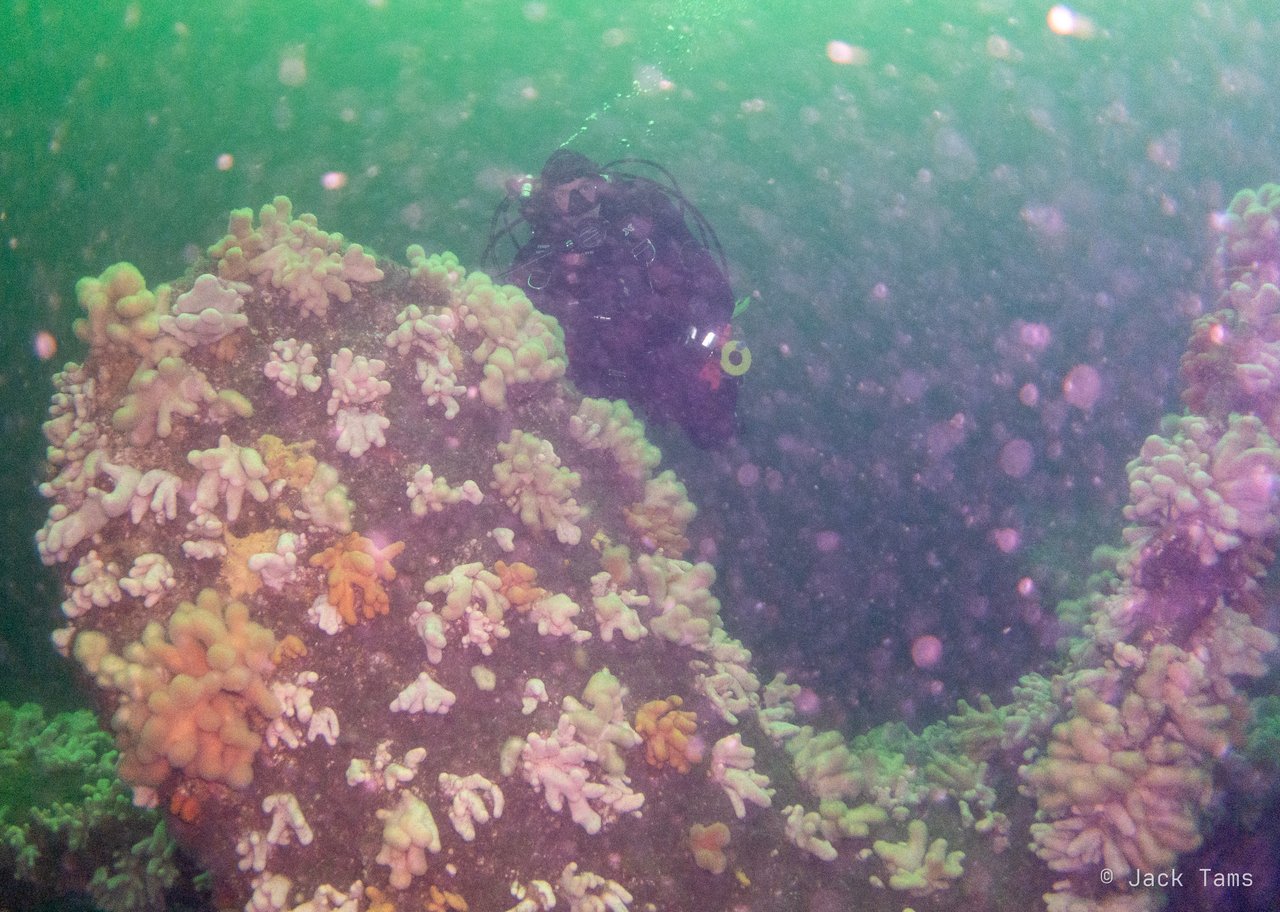 A rock covered in dead men's fingers.