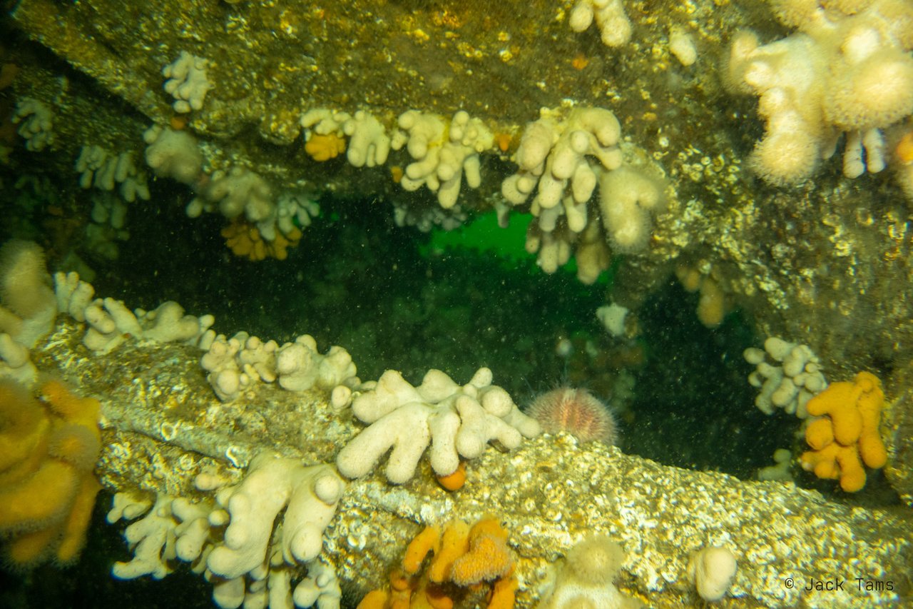 Ledges lined with dead men's fingers.