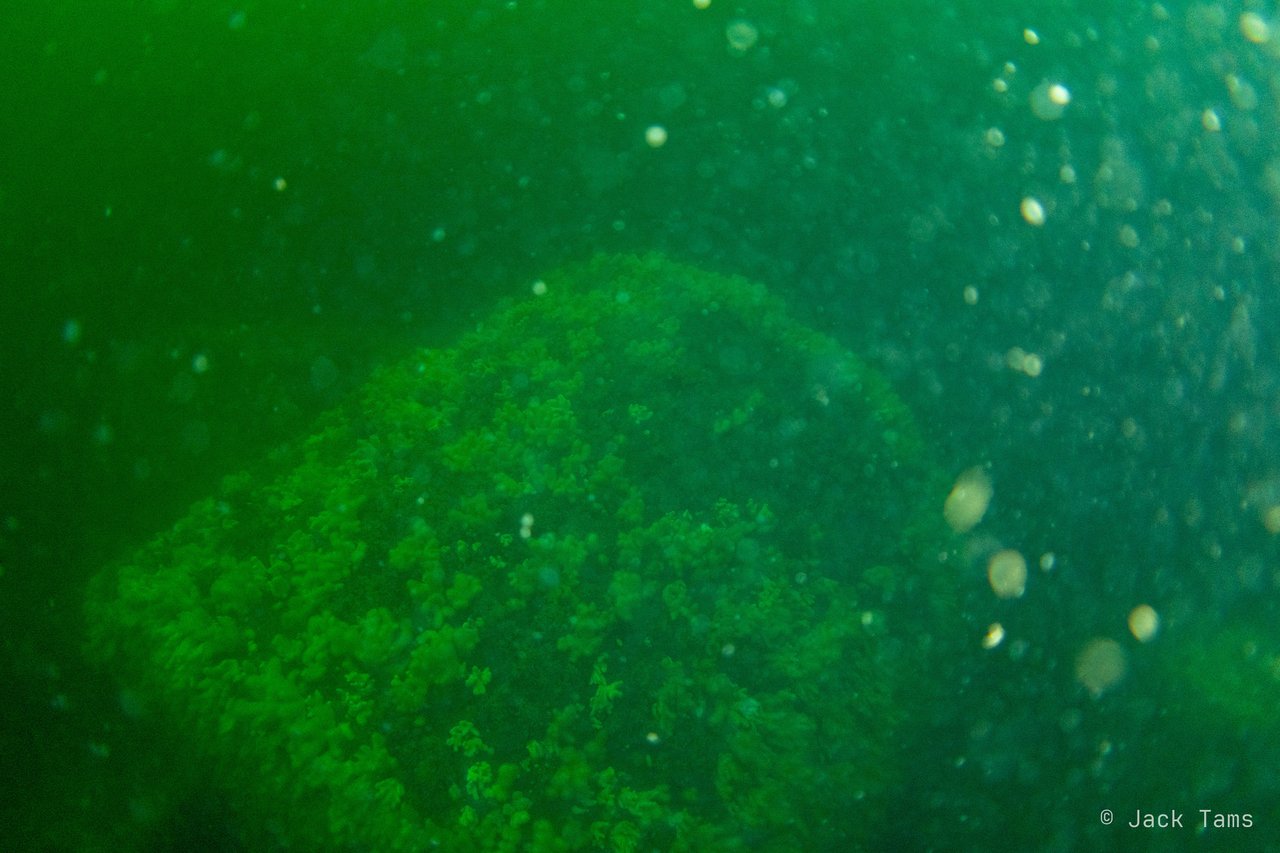 The reef fading into the green North Sea water.