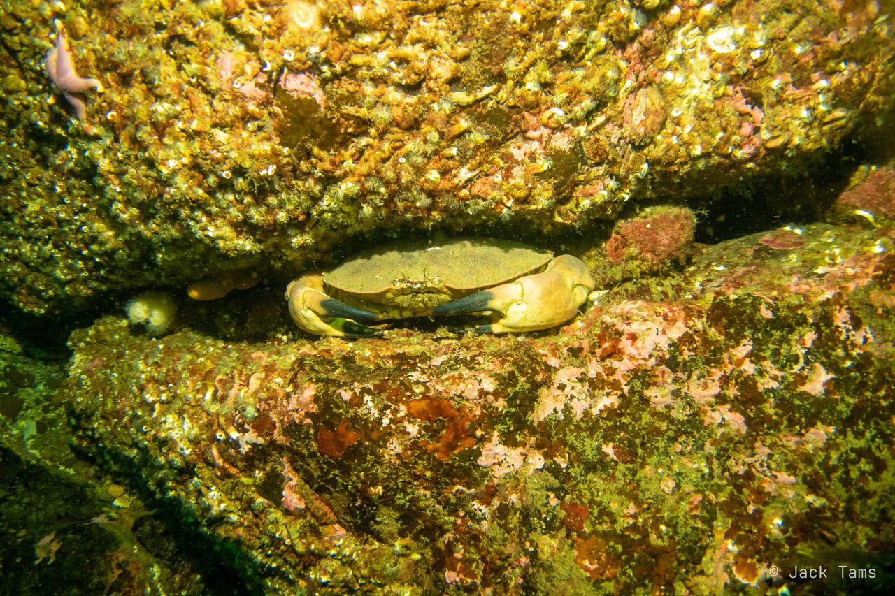An edible crab wedged into a crack in the rock.