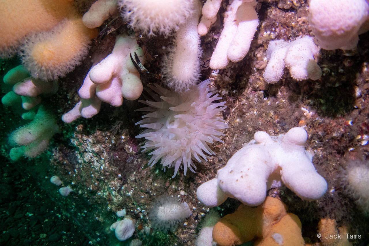 Dead men's fingers and a plumose anemone crowding the wall.
