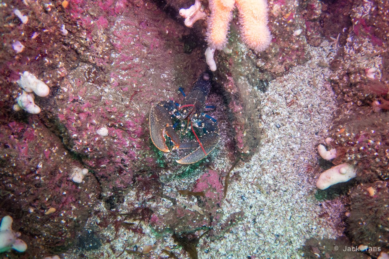 A lobster at the mouth of its hole.