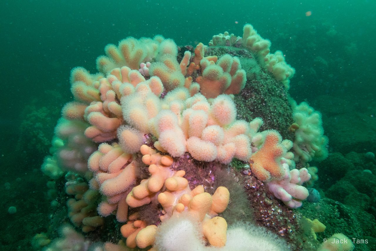 A pink and white clump of dead men's fingers.