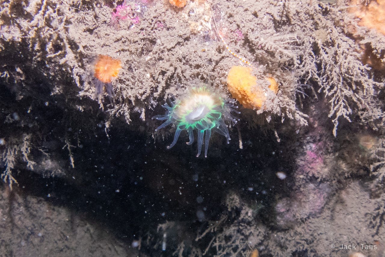 Small anemones among the hydroids on the rock.
