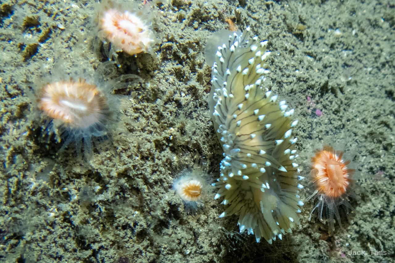 A nudibranch with white-tipped cerata among the anemones.