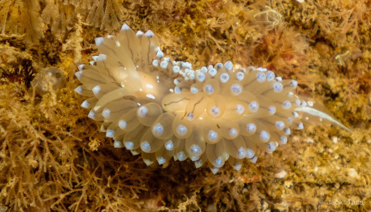A pale nudibranch dotted with white, on the weed.