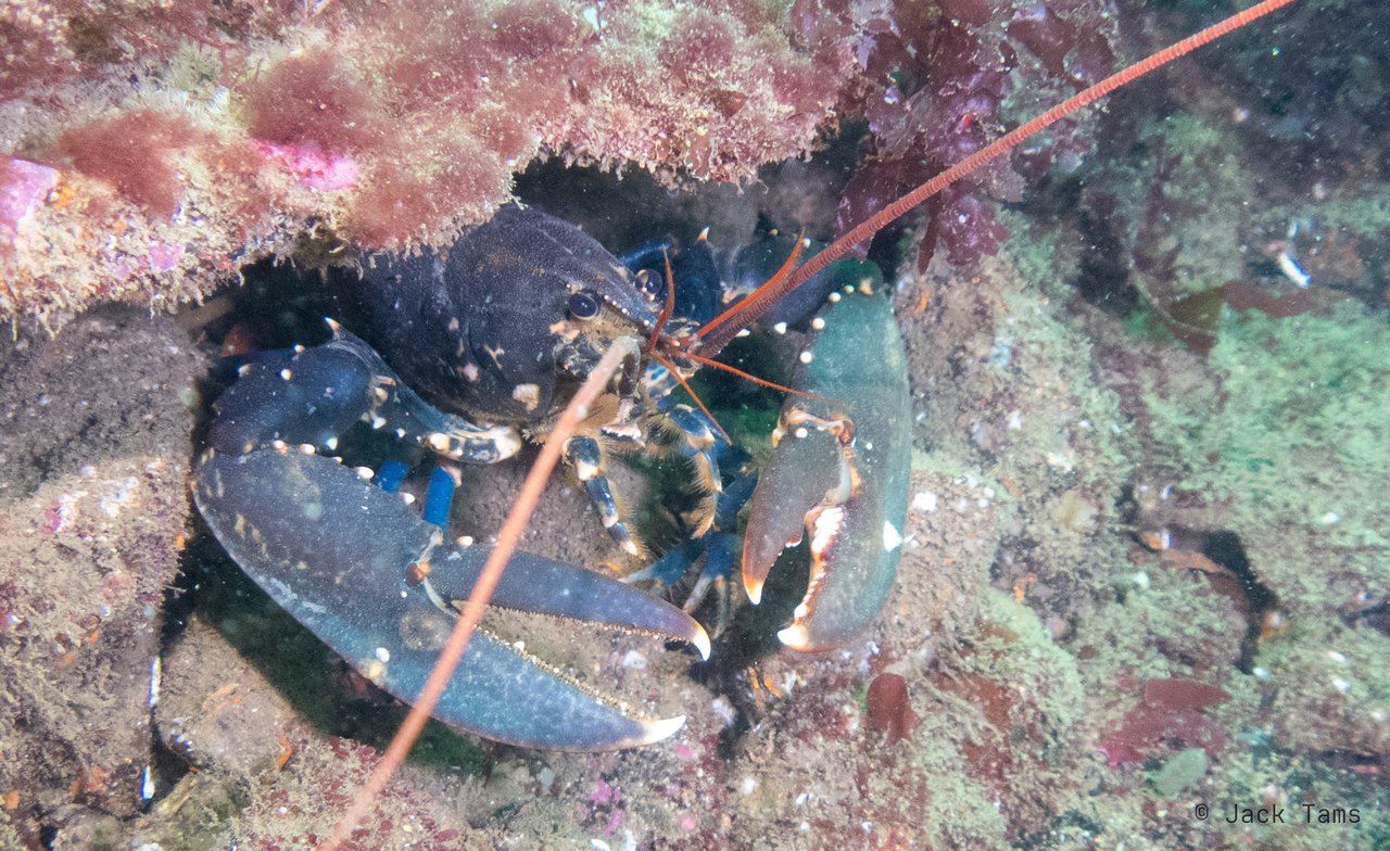 A European lobster in its hole, one long feeler out.