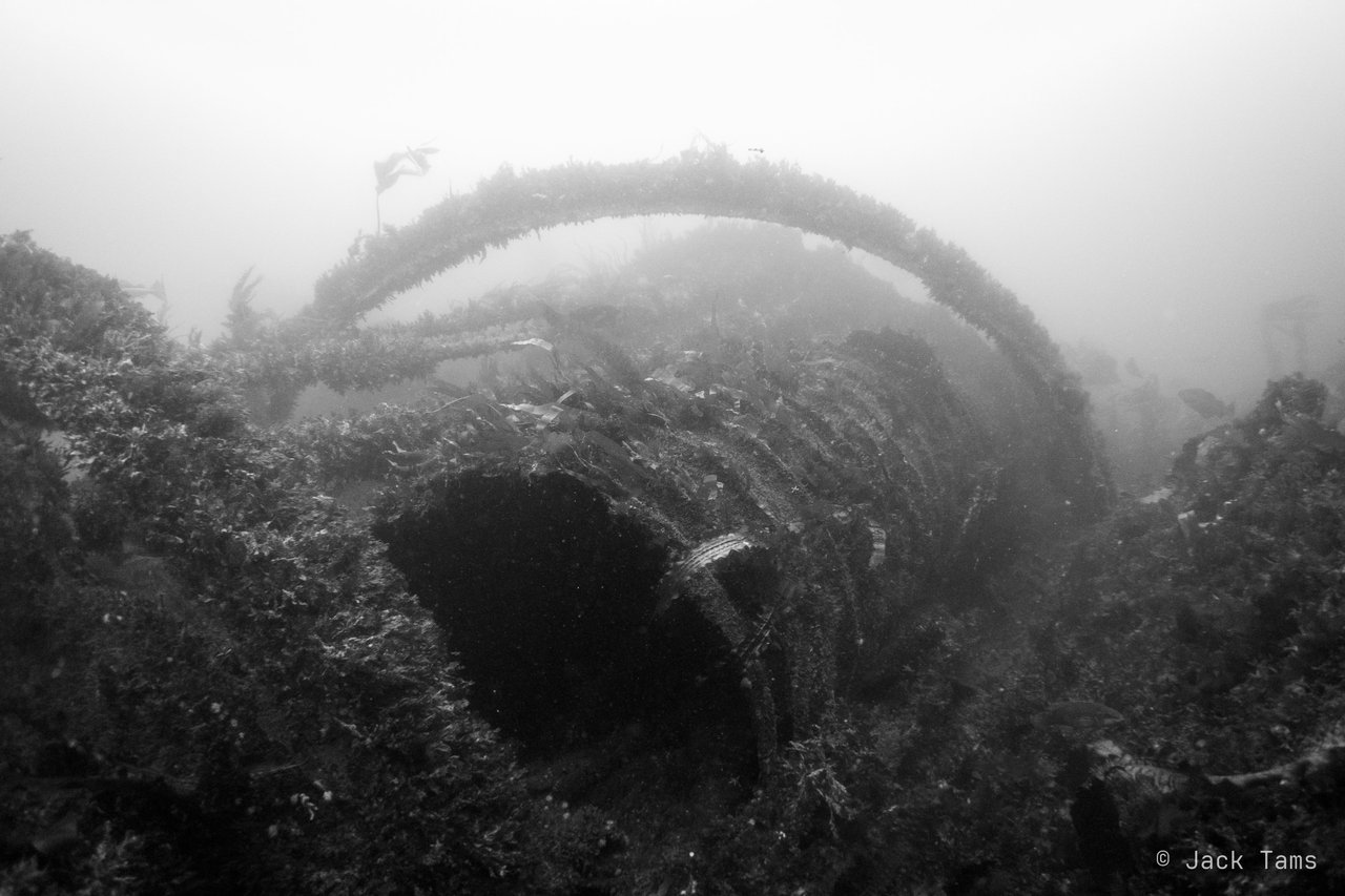 The ribs of a wreck in black and white.