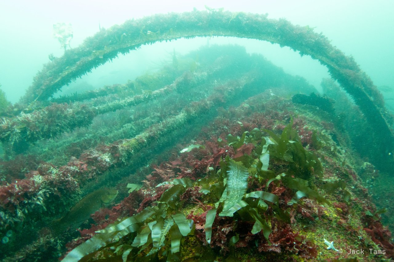 The wreck's ribs overgrown with kelp and weed.