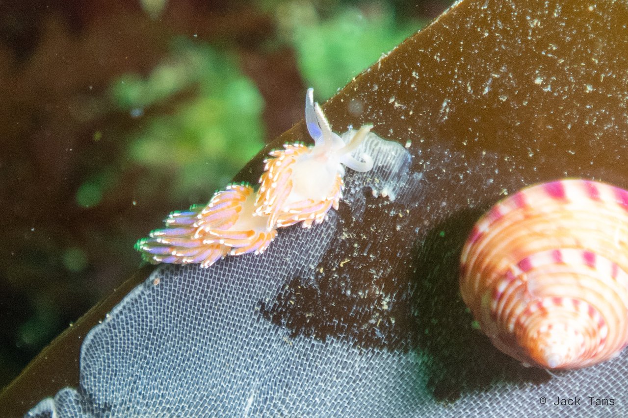 A nudibranch on the wreck beside a top shell.
