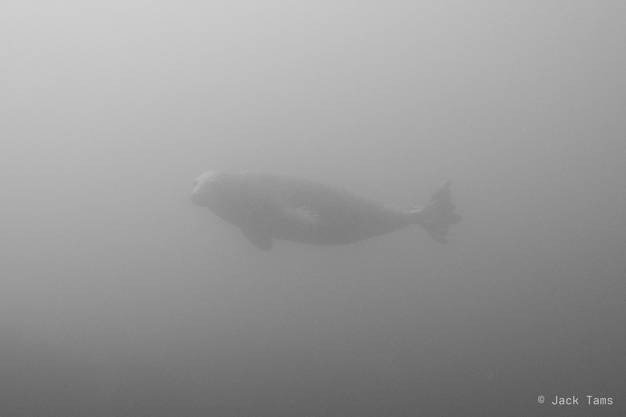 A seal gliding past in the gloom.
