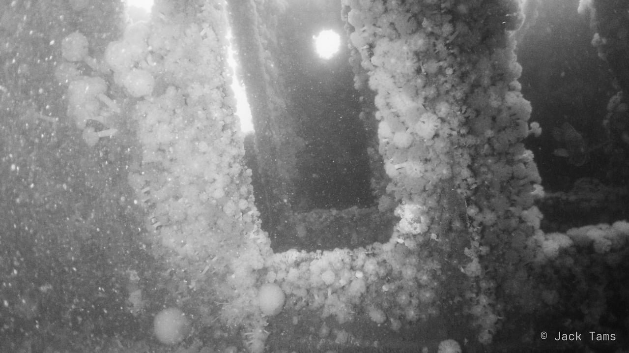 An opening in a wreck, crowded with anemones, in black and white.