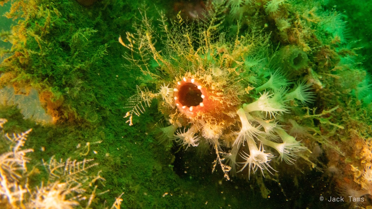 A fan worm with its crown open.