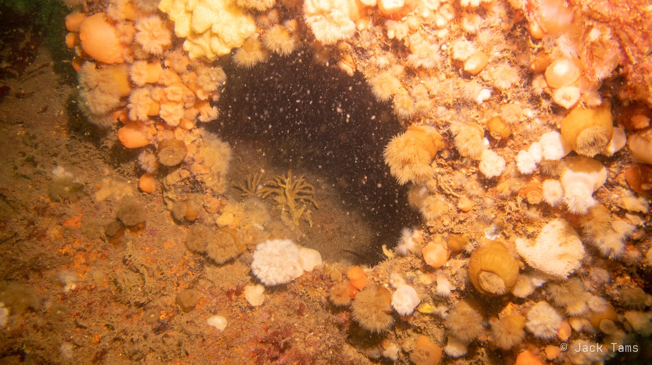 Anemones and soft corals crowding the wreck.