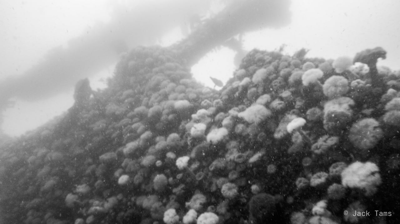 A wreck covered in plumose anemones, in black and white.