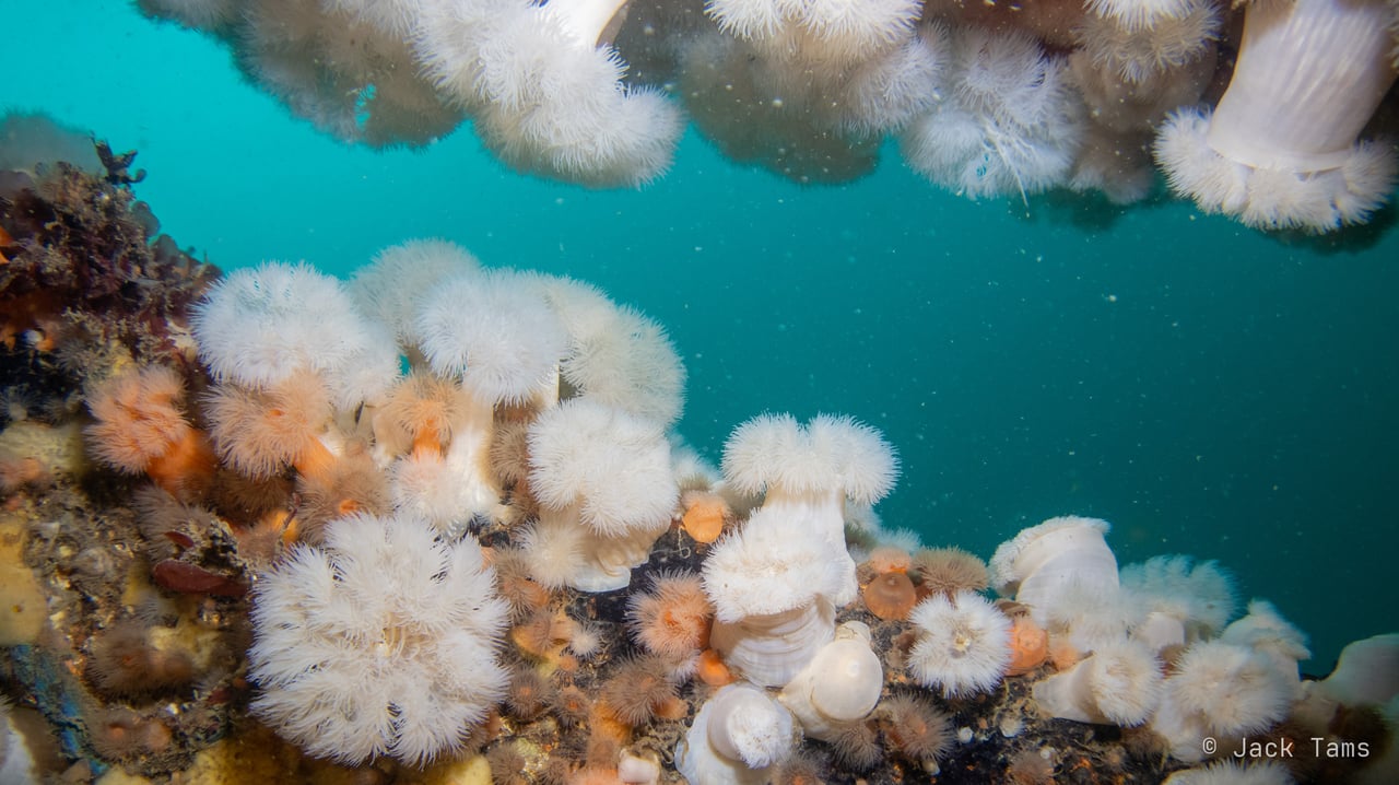Plumose anemones covering the wreck.