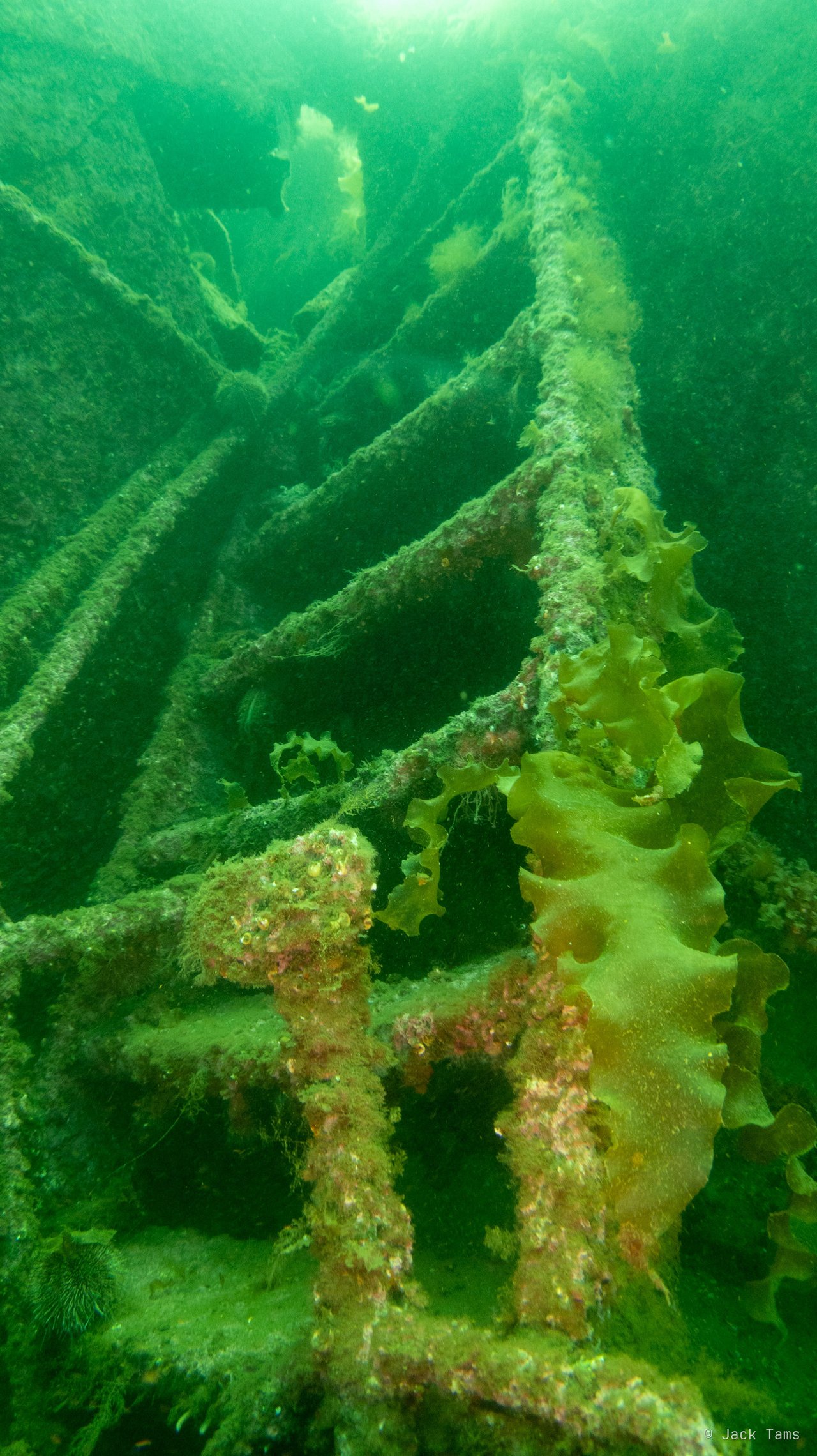 Ribs
